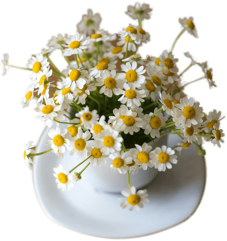 Flori de câmp poliflore, sursă de nectar pentru miere poliflora naturală
